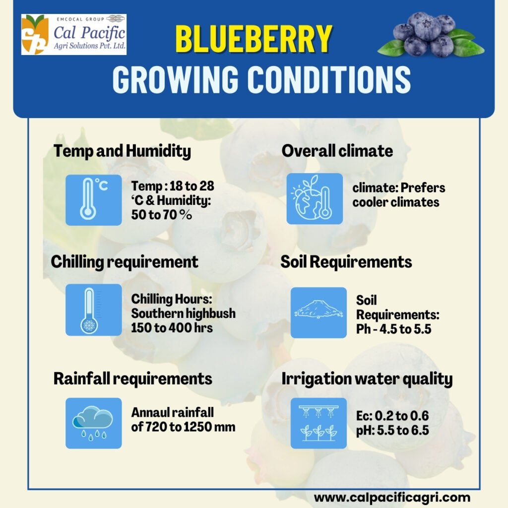 Growing Condition for blueberries